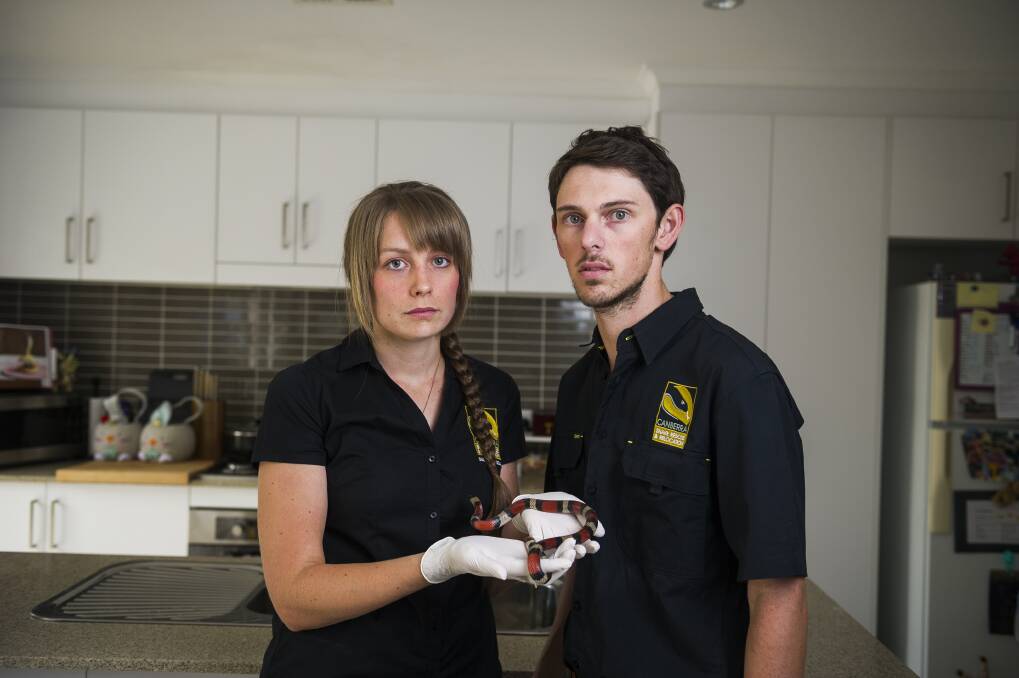 Emma Carlson and Luke Dunn with the exotic milk snake found in Braddon McDonalds earlier this month. Photo: Dion Georgopoulos