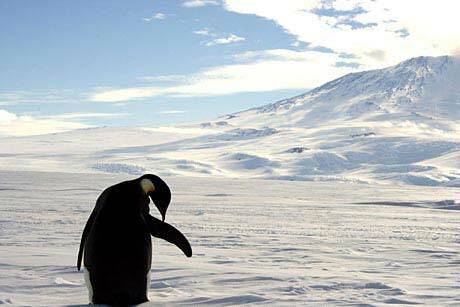 The National Museum of Australia is offering visitors the chance to go to Antarctica ... sort of  Photo: Supplied