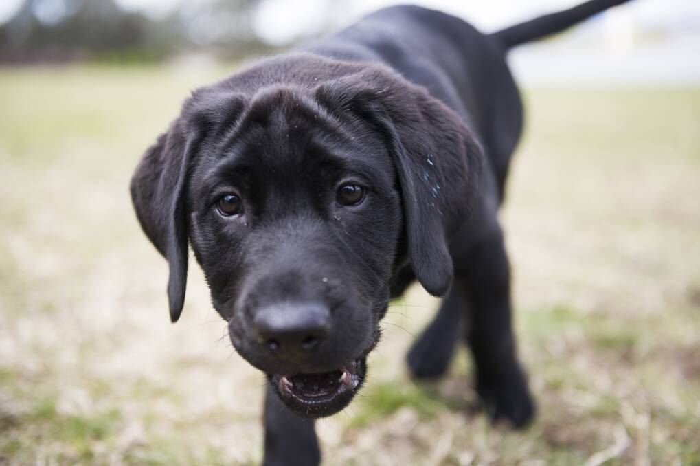 Puppy Storm will grow up to be a guide dog. Photo: Dion Georgopoulos