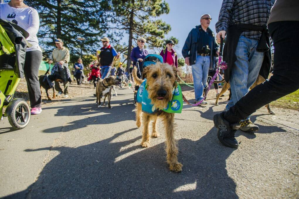 The Million Paws Walk is on again this Sunday at Commonwealth Park.

 Photo: Jamila Toderas