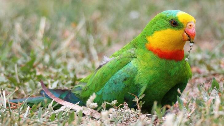 A male Superb parrot.