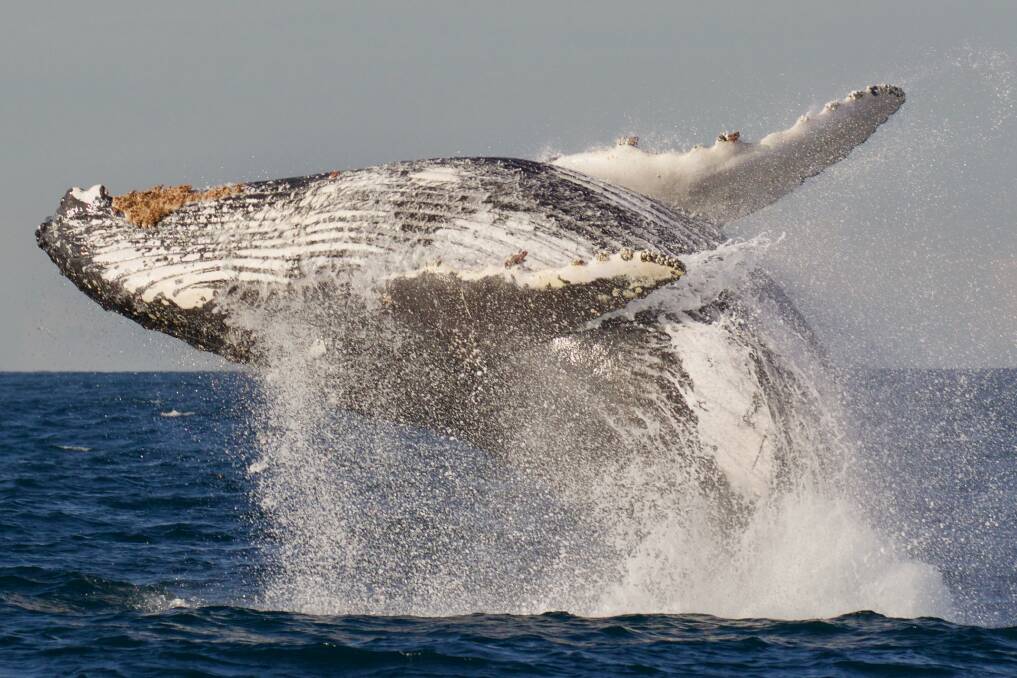 Humpback whales have recovered in numbers, with an estimated 30,000 travelling Australia's east coast in 2018. Photo: Simon Millar/Go Whale Watching 