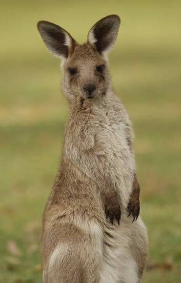 An Eastern Gray Kangaroo. Photo: Supplied