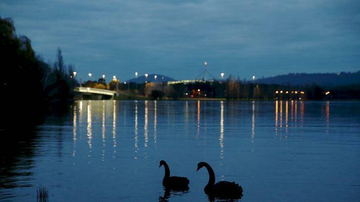 Still waters: Swans on Lake Burley Griffin which hid the body of missing woman Irene Angley for 14 years. Photo: Alex Ellinghausen