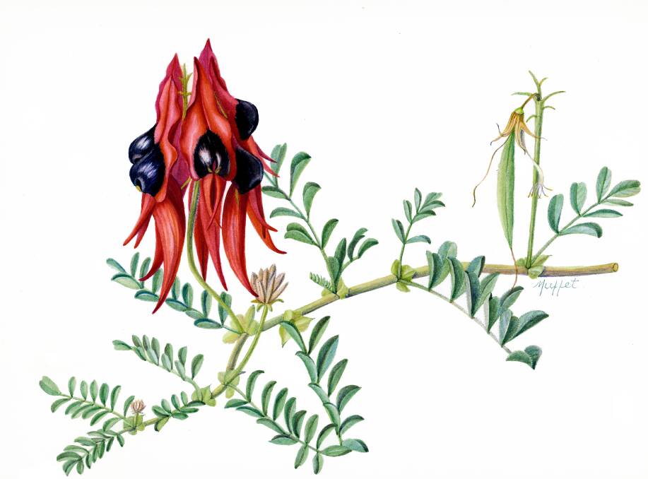 Margaret Muffet, Clianthus formosus, part of the Flora of Australian exhibition. Photo: Supplied 