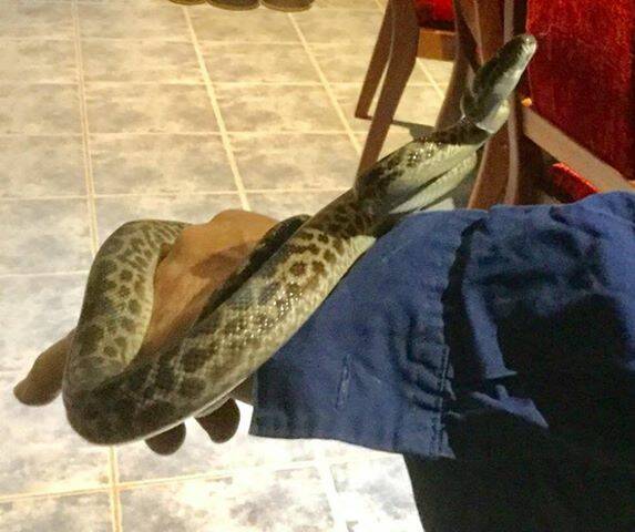 The spotted python that decided to get warm in Mrs Terrill's bed. Photo: Supplied