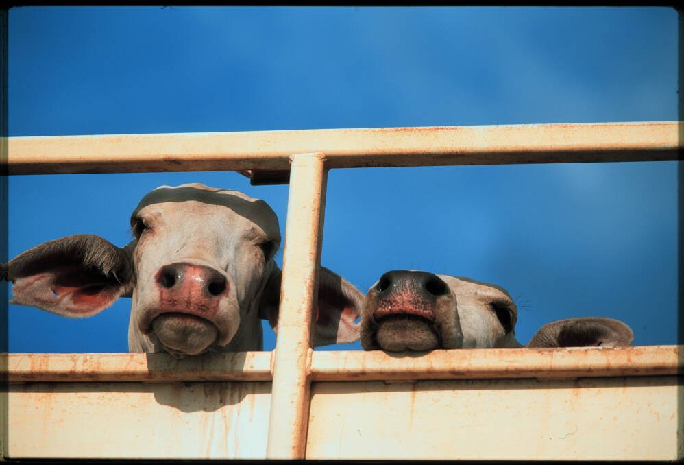 Cattle wait on a road train in Darwin to be loaded onto ships for live export. Photo: Michele Mossop
