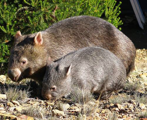 There are high hopes the  invention could play a key role in saving bare-nosed wombats from extinction. Photo: Supplied