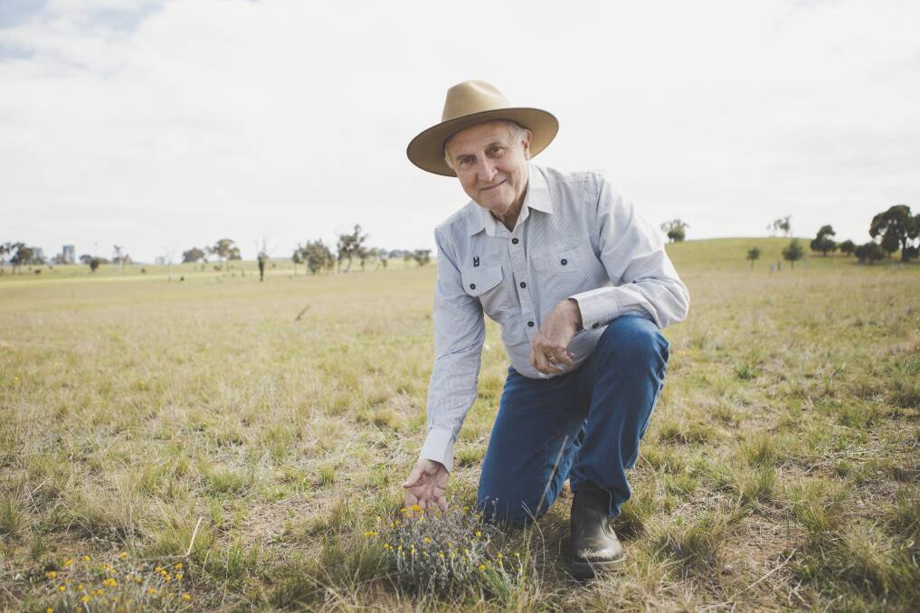 President of Friends of Grasslands Geoff Robertson, at the Mulanggari grasslands in Gungahlin, would like to see more people involved in conserving Australia's native grasslands. Photo: Jamila Toderas