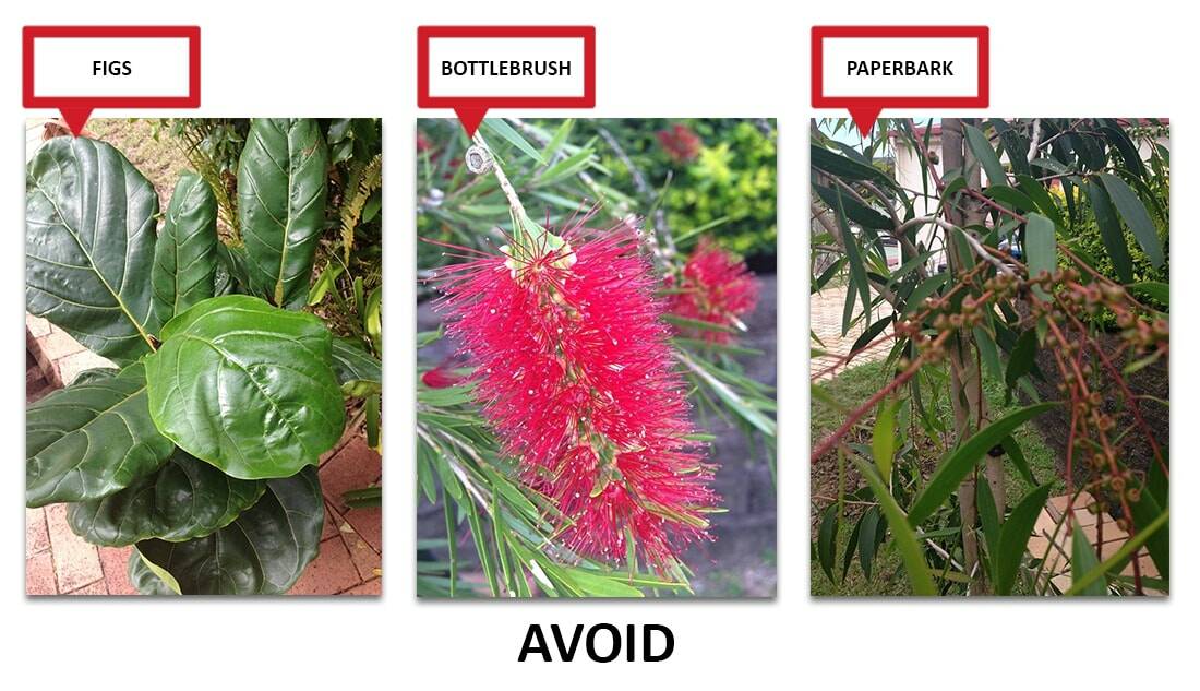 The top three plants responsible for creeping into and blocking Brisbane's sewers. Photo: Queensland Urban Utilities