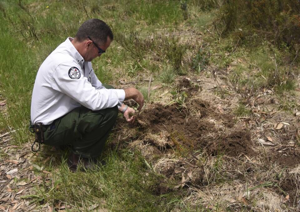 ACT parks manager Brett McNamara inspects damage done by feral pigs in Namadgi. Photo: Finbar O'Mallon
