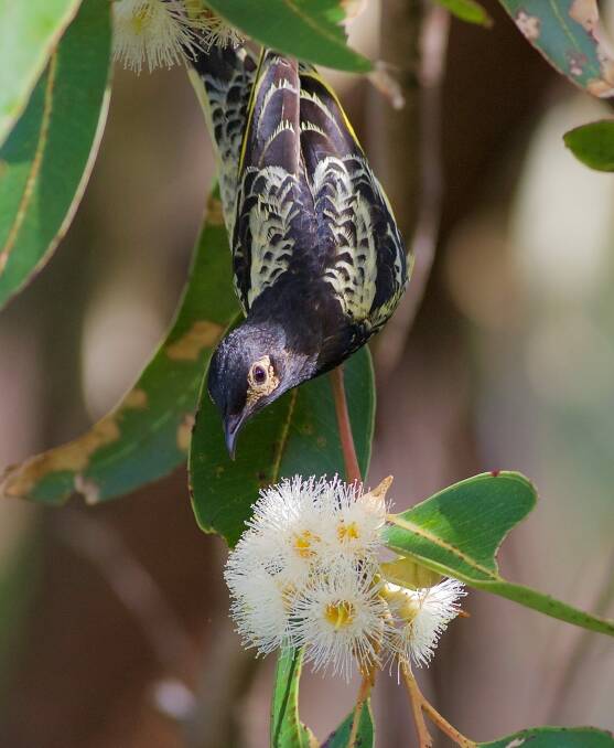 The Australian regent honeyeater is at extreme risk of extinction. Photo: Supplied / Liam Murphy
