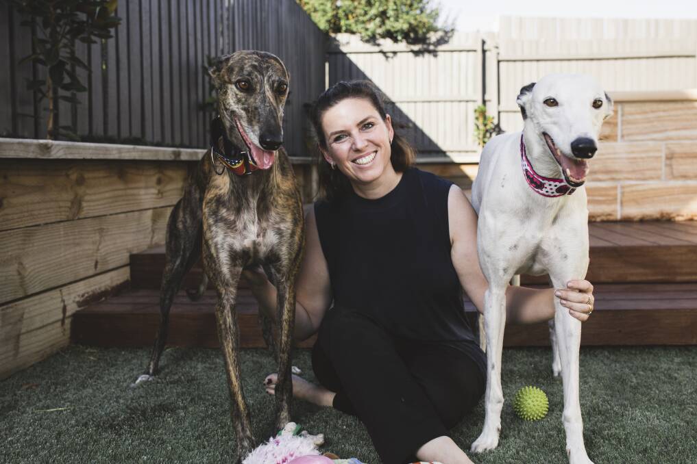 Martina Taliano is helping to rehome greyhounds in Canberra ahead of the last greyhound racing meet later this month. Photo: Jamila Toderas