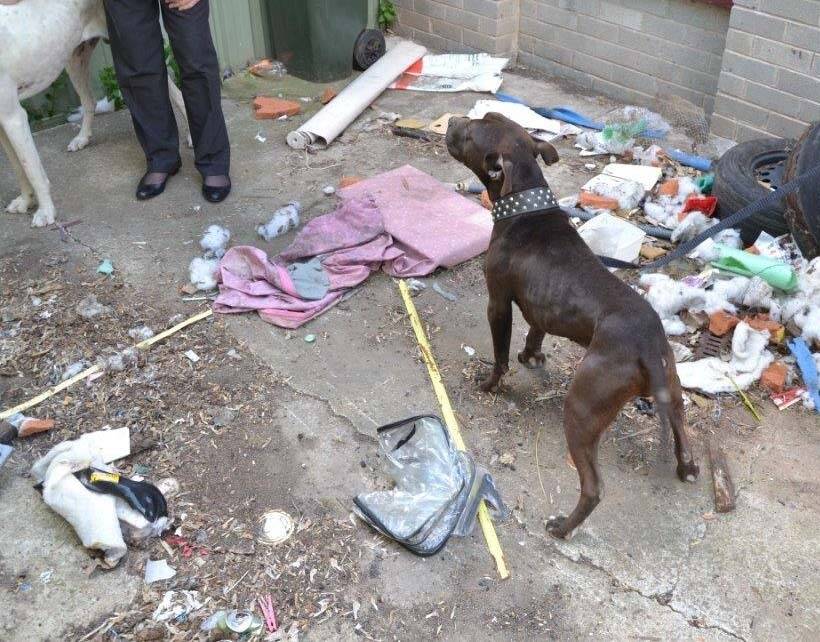 A brown Staffordshire Bull Terrier seized by the RSPCA Photo: Supplied