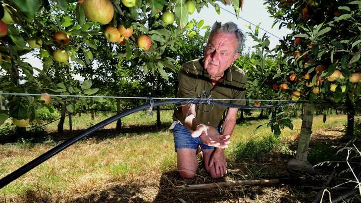 Mr Kerrison has about 800 fruit-producing trees including apples, pears and quinces. Photo: Melissa Adams