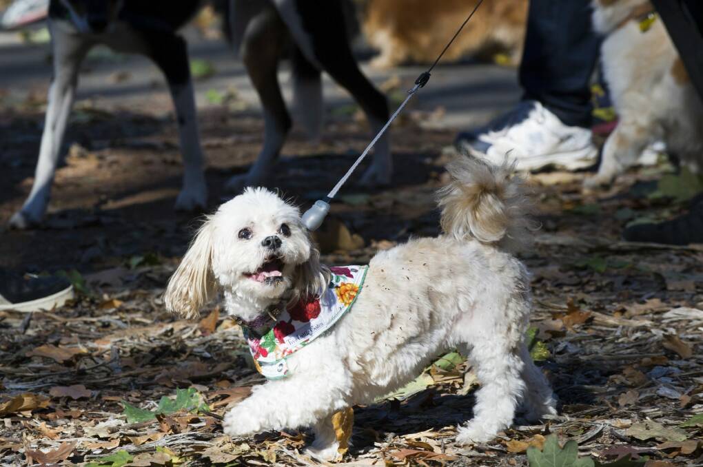 The Million Paws walk will now start at Rond Terrace. Photo: Rohan Thomson