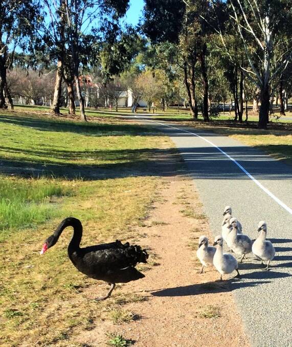 Cygnets at Bonython: A sign of an early spring? Photo: Colin Parks
