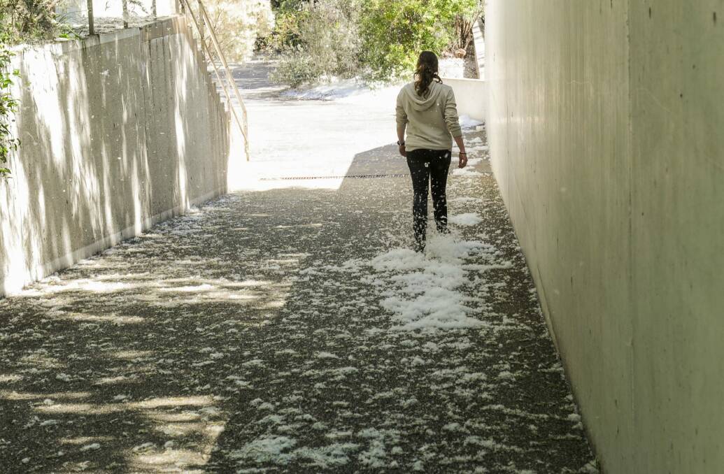 A build up of fluff from white poplar trees near the National Gallery of Australia. Photo: Melissa Adams 