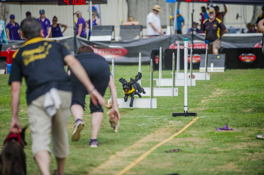 Flyball at the Royal Canberra Show on Saturday. Photo: Jamila Toderas