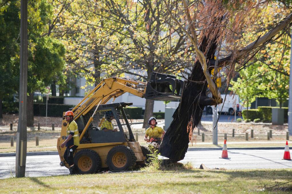 Tree removal at Northbourne Avenue in  April. More removals begin on Monday. Photo: Rohan Thomson