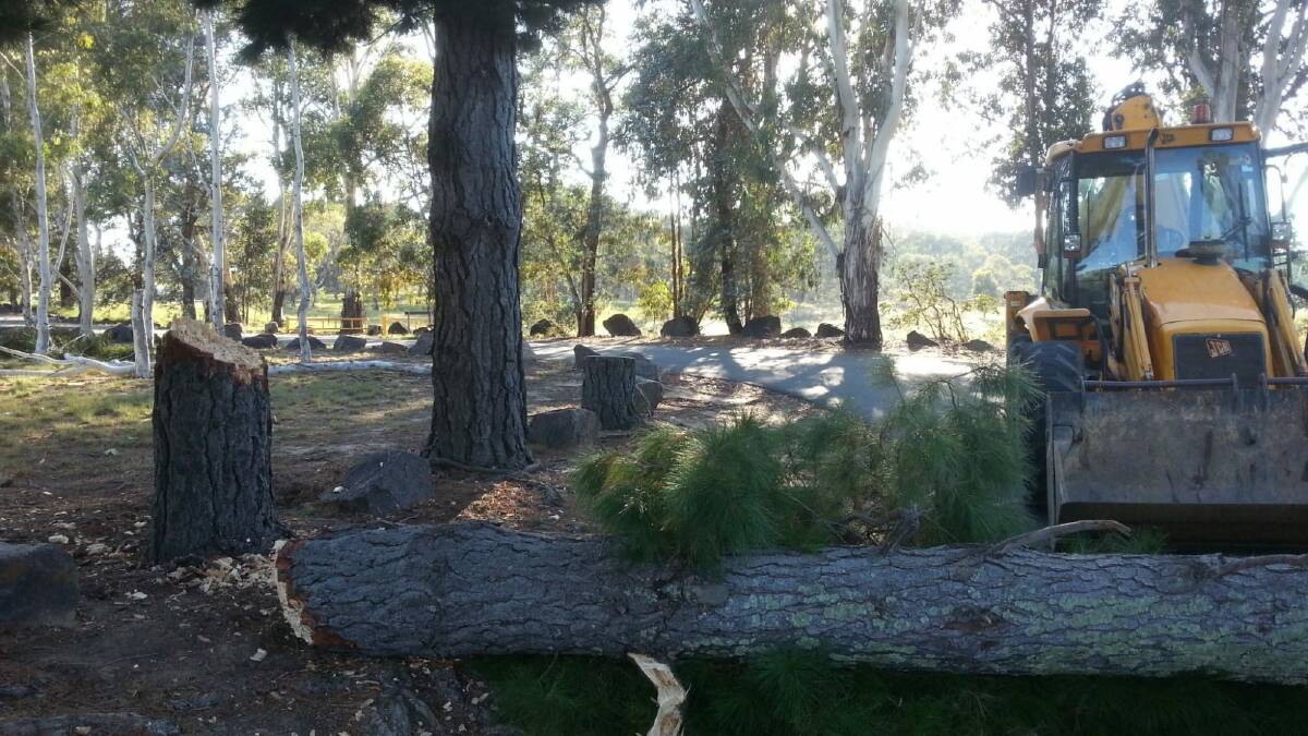 One of the trees chopped down by vandals at Pine Island recreation reserve. Photo: Supplied