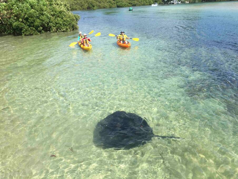 Stingrays are often spotted in the waterways of the South Coast at this time of year. Photo: Region X