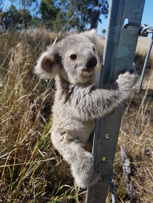 Only two out of 180 tagged koalas that were relocated on the Gold Coast have been rediscovered. (File image) Photo: World Wildlife Fund