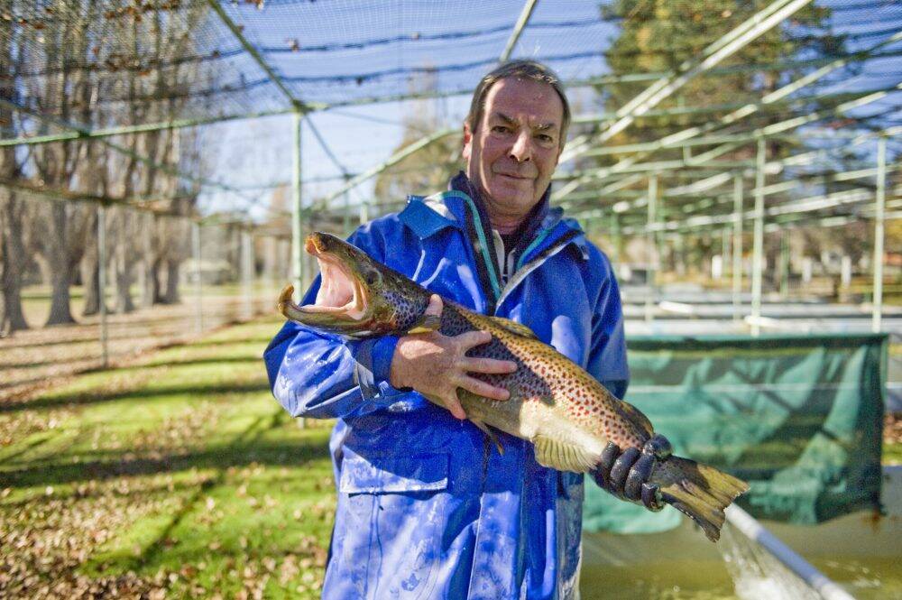 Mark Duffy of the Gaden Hatchery in Jindabyne holds onto one of the male Atlantic salmon used as breeding stock. Photo: Jay Cronan
