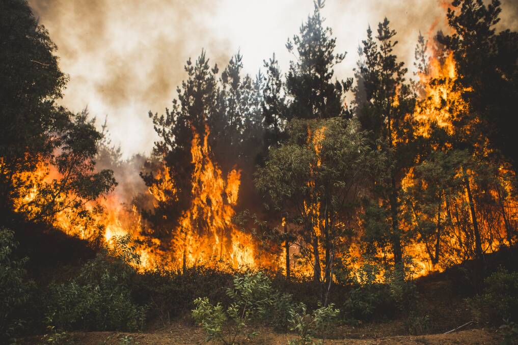 The bushfire at Pierces Creek. Photo: Jamila Toderas