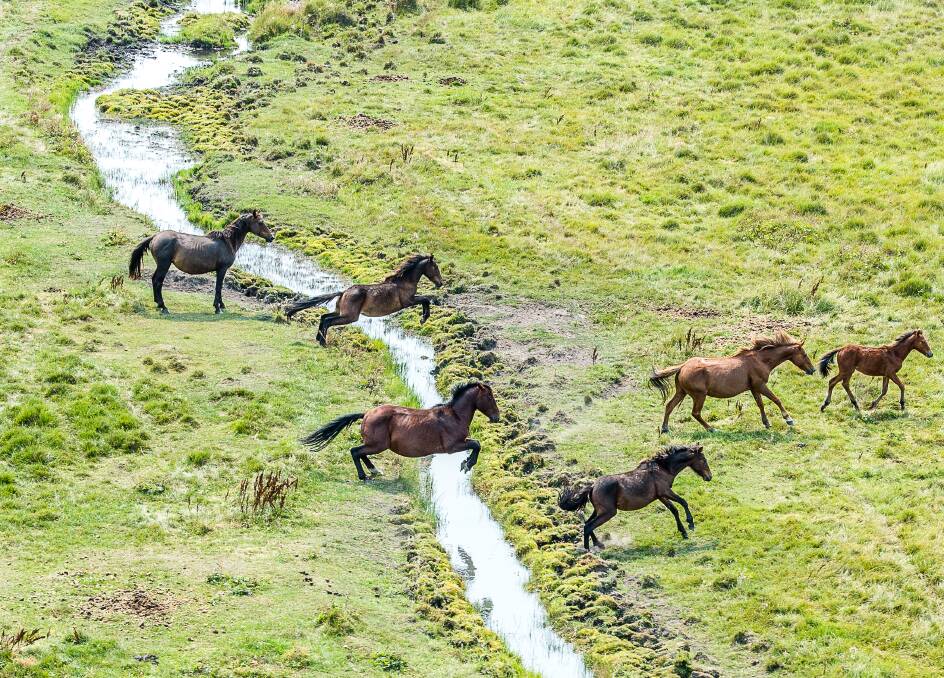Horses next to a headwater for the Murrumbidgee River on Currango Plain in Kosciuszko National Park. Photo: Justin McManus
