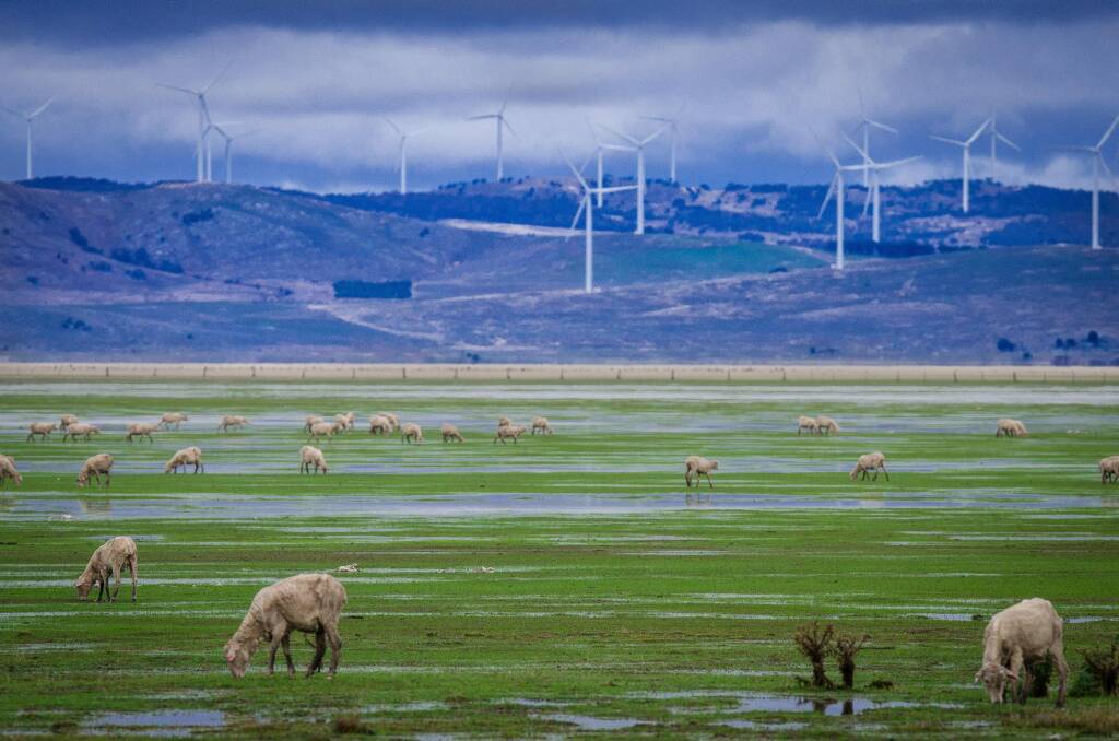 Sheep graze in front of wind turbines near Canberra.  The ACT has been heralded as one of the frontrunners in the Australian renewable energy race.  Photo: Tom Messer