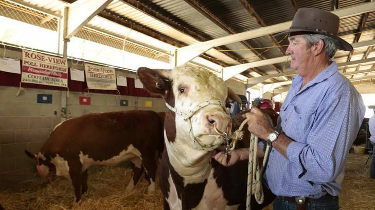 David Manwaring from Rose- View Hereford in Cootamundra with Hang Over a hereford bull at the Royal Canberra Show at EPIC. Photo: Jeffrey Chan