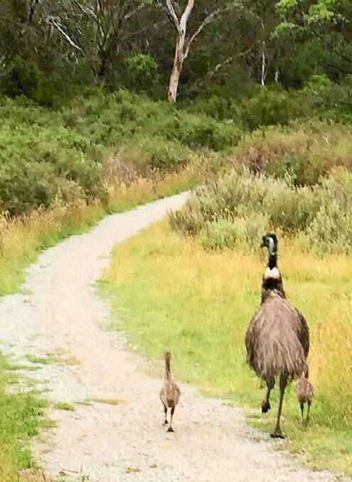 Emu on a track near the Alpine Way at Thredbo. Photo: Supplied
