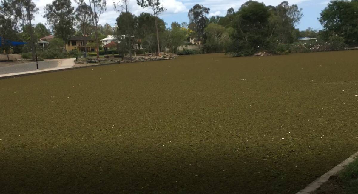 Salvinia weed chokes Forest Lake in October 2018 before contractors cleared the lake in November 2018. Photo: Supplied