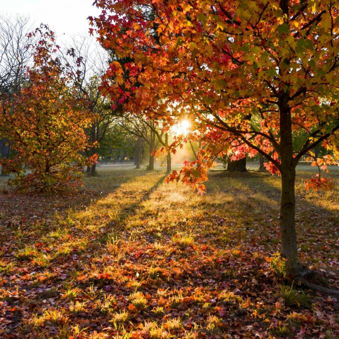 Some of Canberra's spectacular autumn displays. Photo: Carol Elvin