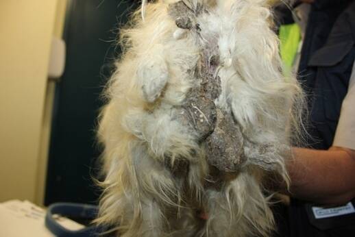 "Piper" was found severely underweight, with extremely matted hair and a ruptured ear drum, as pictured when first rescued. Photo: Supplied by RSPCA