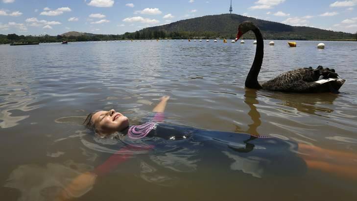 A black swan swims by as Tara Cannon, 8, from Duffy floats in Lake Burley Griffin at Yarralumla Beach on Saturday. Photo: Jeffrey Chan