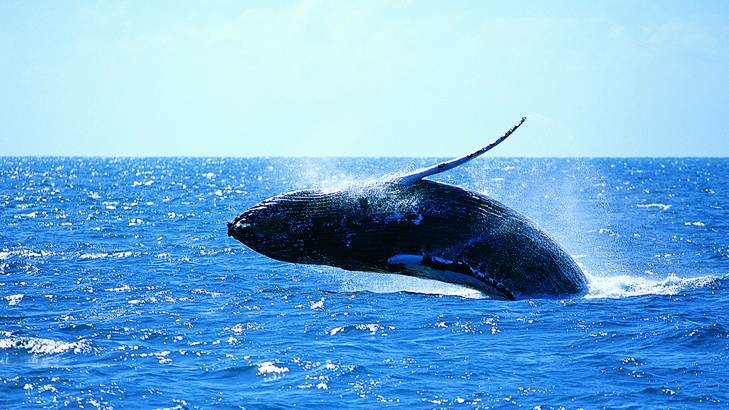 Whale watching is a popular tourist attraction.