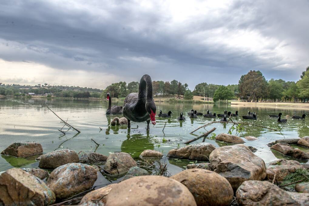 One reader wants action on the state of Lake Tuggeranong. Photo: Karleen Minney
