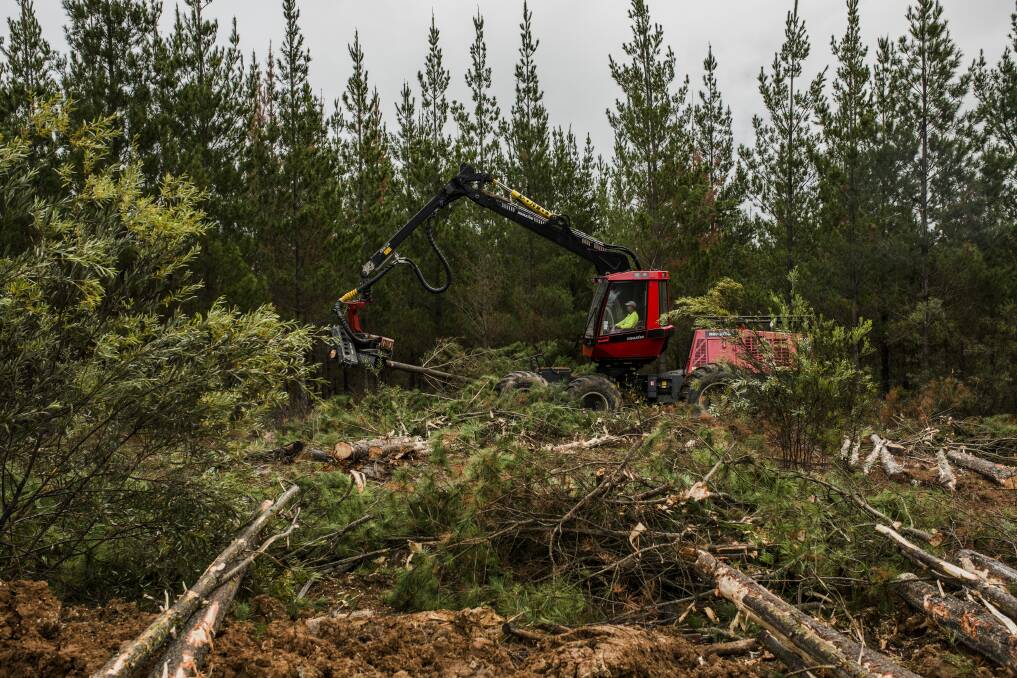 An excavator works to remove 3000 hectares of dead trees at Kowen Forest because of a freak combination of hail and fungal damage in 2016. Photo: Jamila Toderas