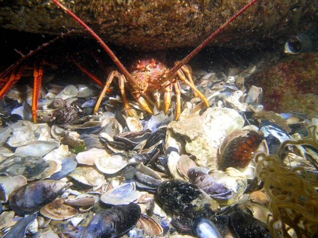A Southern rock lobster. Sustained commercial fishing can destroy rock lobster populations in marine protected areas, the judge said. Photo: TRLFA
