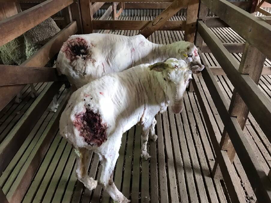 Two of farmer Mick McGrath's sheep, which were bitten by wild dogs. Photo: Supplied