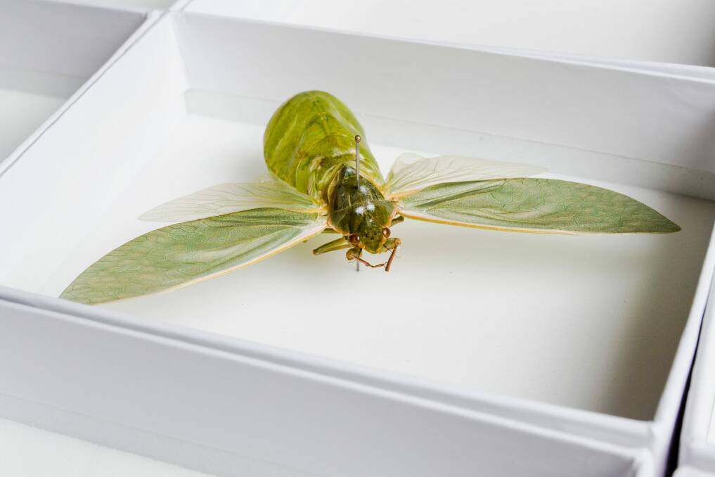 The male bladder cicada's large hollow abdomen acts as a echo-chamber to amplify their calls.  Photo: Jamila Toderas
