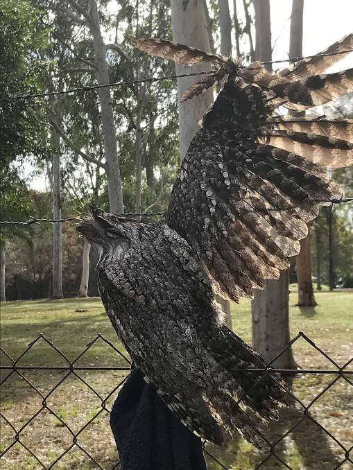 A tawny frogmouth was found tangled in a barbed-wire fence in Brisbane. Photo: AAP/Brisbane Bird and Exotic Veterinary Services