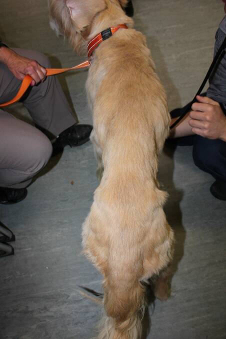 A vet estimated eight-year-old golden retriever, Toohey, was eight-to-10 kilograms underweight. Photo: supplied by the RSPCA