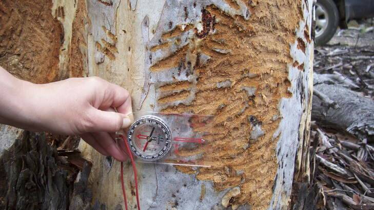 A koala ravaged tree trunk (with compass for scale). Contributed by the NSW Office of Environment and Heritage.
