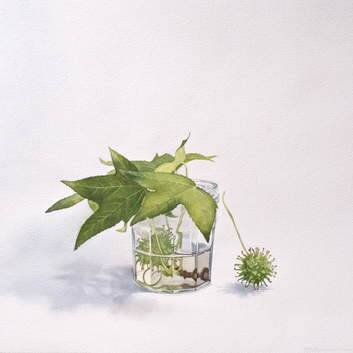 Tiffanie Brown's plane tree seed and jam jar, watercolour on paper. Photo: Supplied