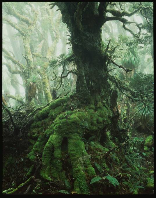 Peter Dombrovskis, Myrtle Tree in rainforest at Mount Anne, south-west Tasmania. Photo: Peter Dombrovskis