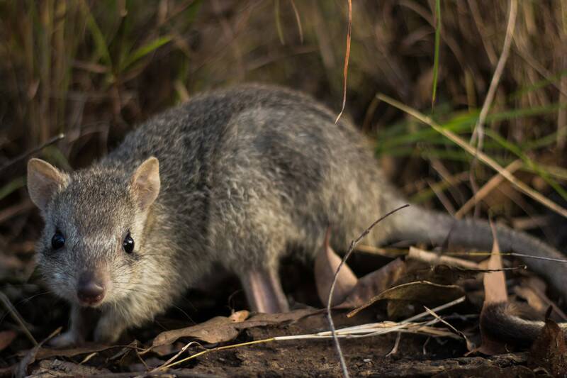 The critically endangered northern bettong. Photo: Stephanie Todd