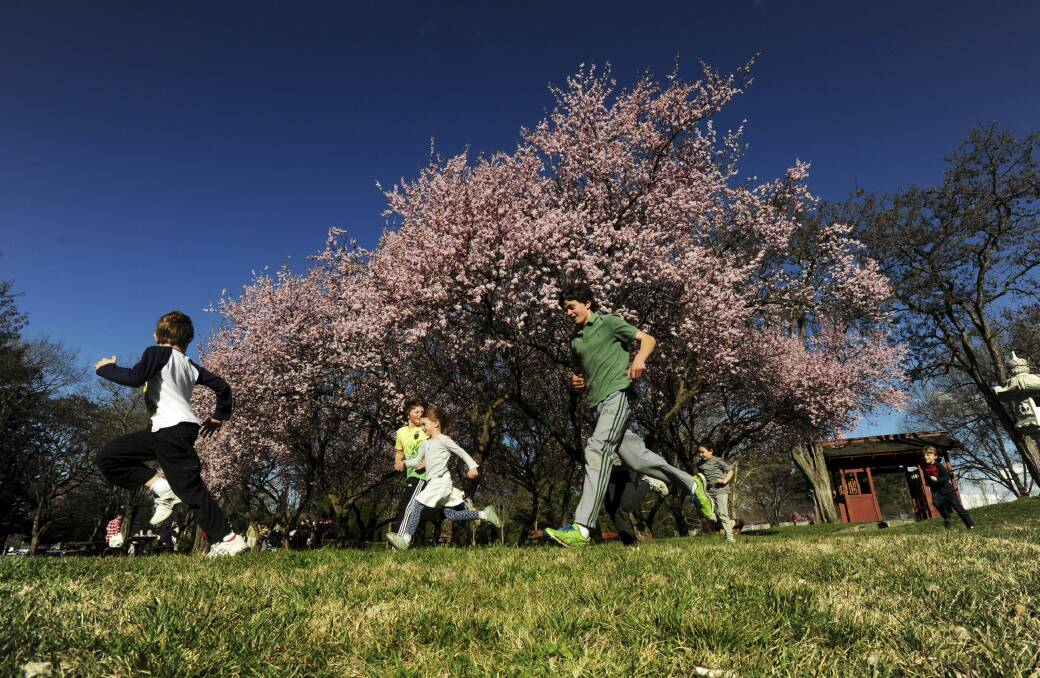 Spring in the air: Children run in the sun between blossoming trees in Lennox Gardens on Sunday. Photo: Graham Tidy